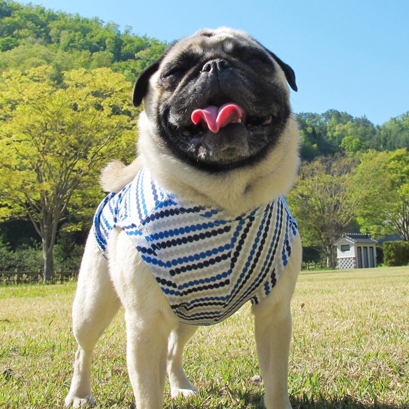 �Ĥ�S�������Τߡ��ɥåȤǼФ�ܡ��������󥯥ȥåס�T�����2��or���󥯥ȥå�1���T�����1��ϥ᡼���زġ�