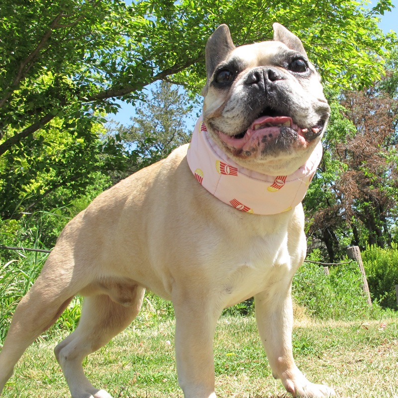 �����륹�̡��ɡʥݥåץ�����ˡ�2�Ĥޤǥ᡼���زġ�