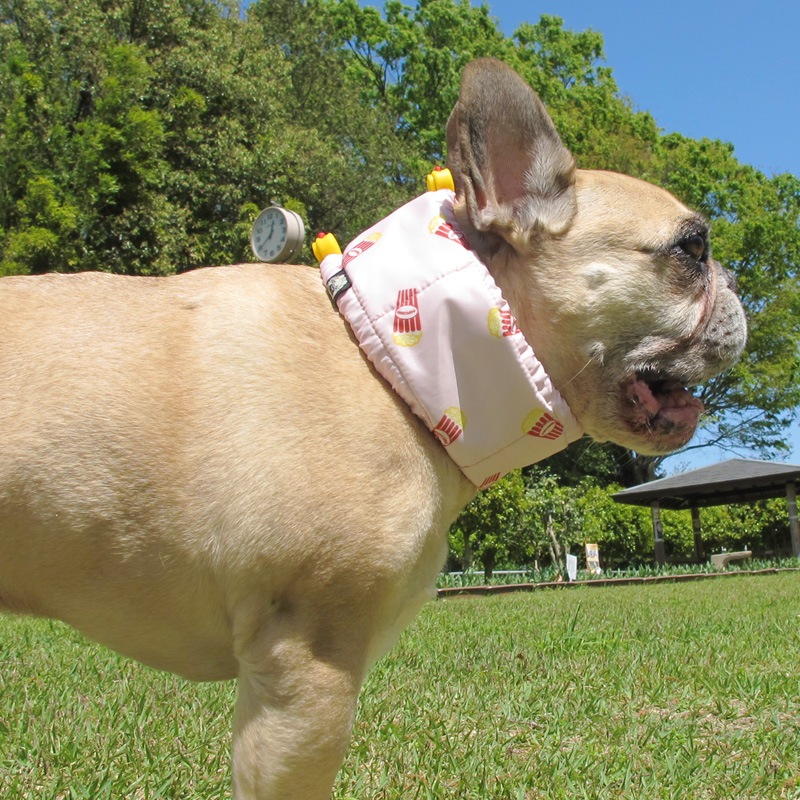 �����륹�̡��ɡʥݥåץ�����ˡ�2�Ĥޤǥ᡼���زġ�