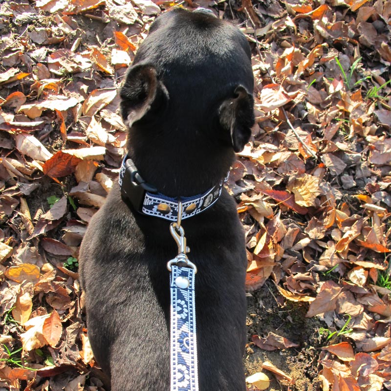 㥫ɥܥ/ۿեءʥͥӡˡñʥ᡼ز/꡼ɤȤΥ᡼Ʊġ