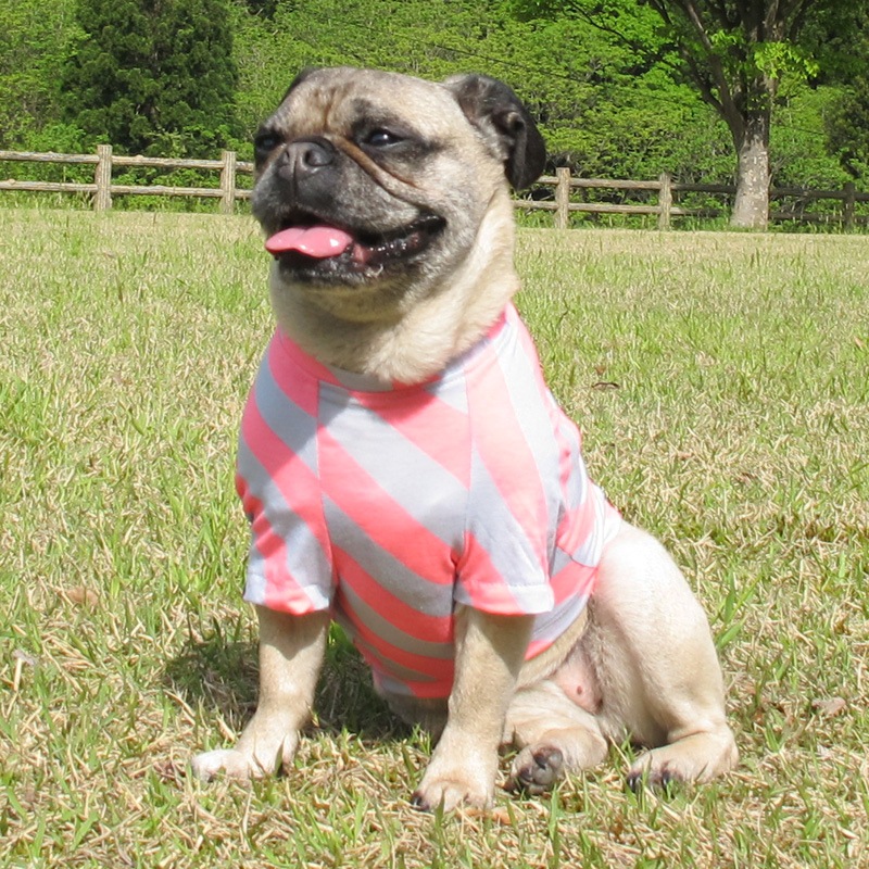 �Ф�ܡ�����T����ġ�T�����2��or���󥯥ȥå�1���T�����1��ϥ᡼���زġ�