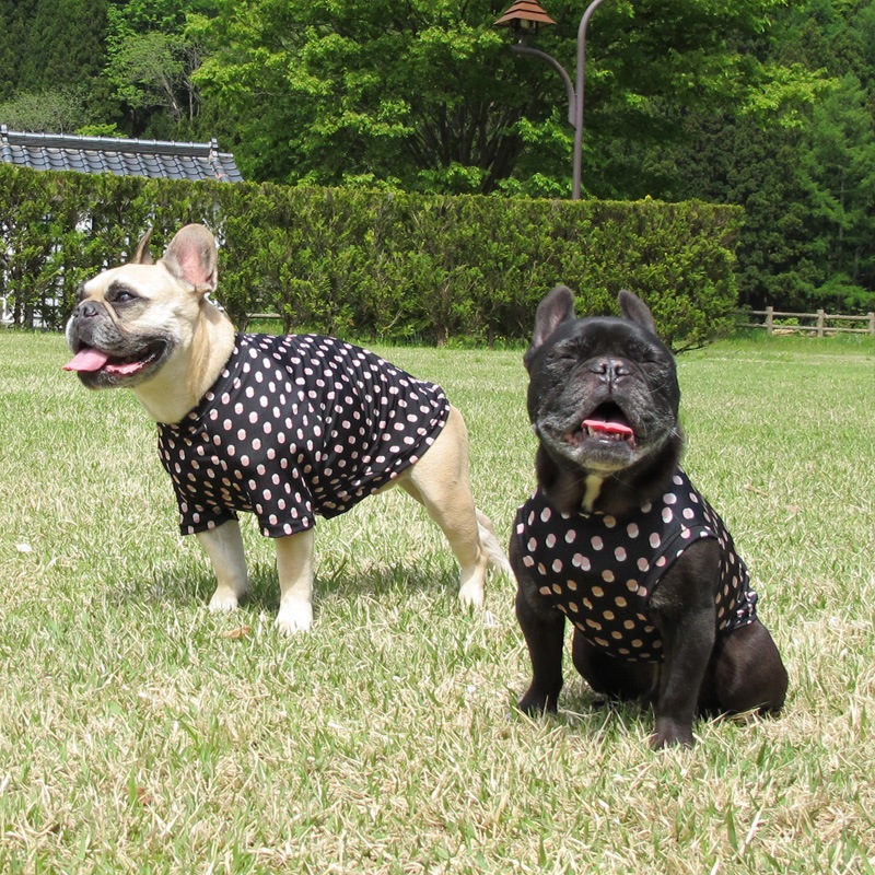 ���֥�ɥå�T����ġ�T�����2��or���󥯥ȥå�1���T�����1��ϥ᡼���زġ�