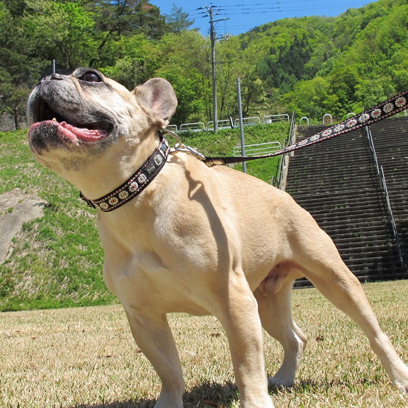 㥫ɥܥ/ءñʥ᡼ز/꡼ɤȤΥ᡼Ʊġ