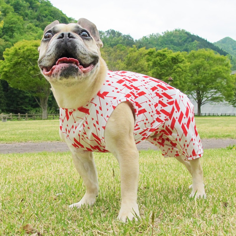 �˥åݥ����������ƤĤʤ��ڲƤĤʤ�2��or�ƤĤʤ�1���T�����(����)1��ϥ᡼���زġ�