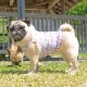 ���ۥ��󥵥󥿥󥯥ȥåס�T�����2��or���󥯥ȥå�1���T�����1��ϥ᡼���زġ�