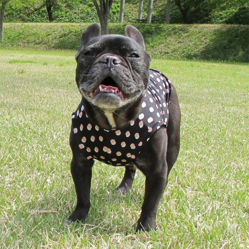 ���֥�ɥåȥ��󥯥ȥåס�T�����2��or���󥯥ȥå�1���T�����1��ϥ᡼���زġ�