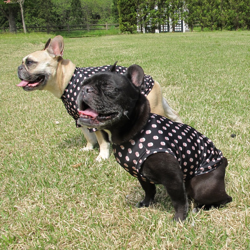 ���֥�ɥåȥ��󥯥ȥåס�T�����2��or���󥯥ȥå�1���T�����1��ϥ᡼���زġ�