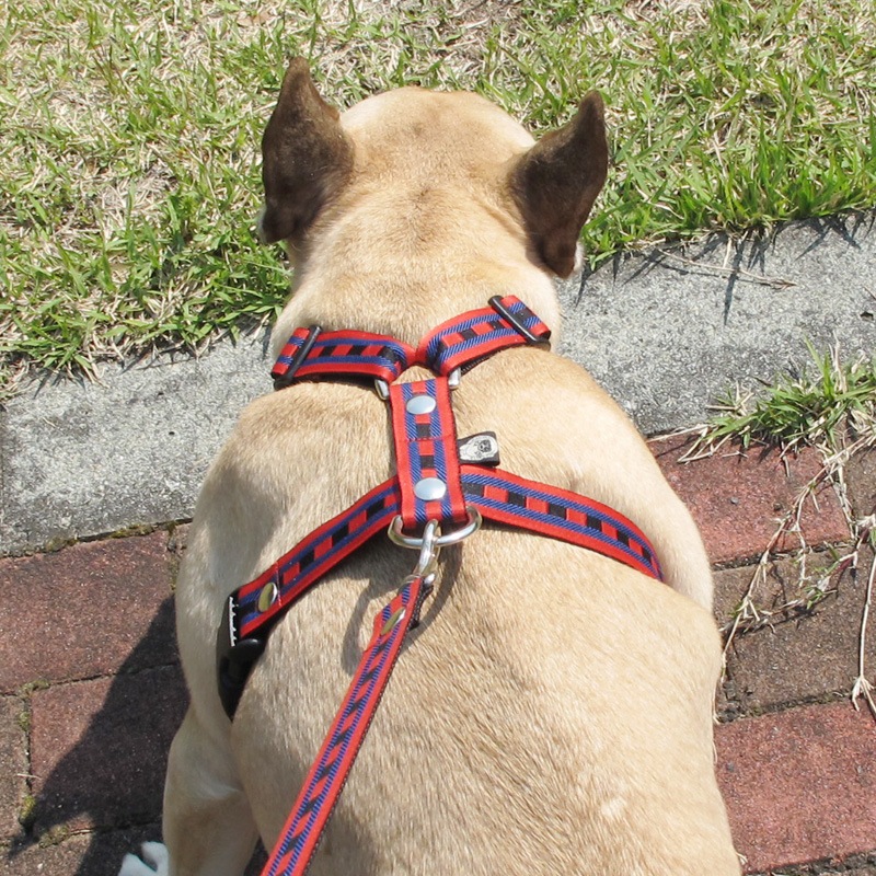 㥫ɥܥ/ۿϤϡͥ֡ˡñʥ᡼ز/꡼ɤȤΥ᡼Ʊġ