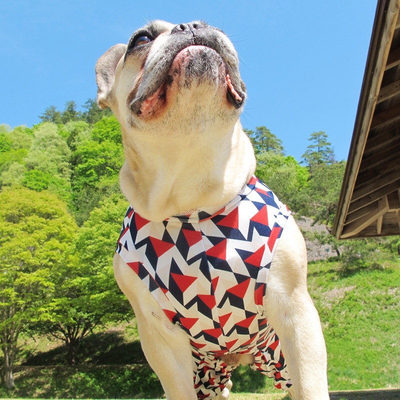 ȥåץȲƤĤʤڲƤĤʤ2orƤĤʤ1T()1ϥ᡼زġ