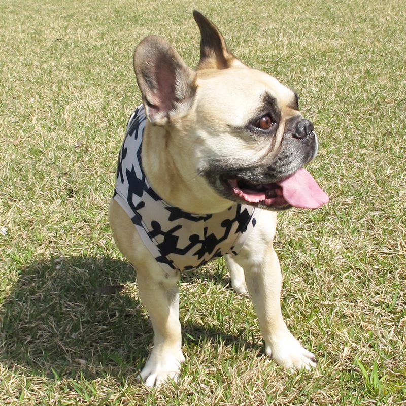 �礭���礭����Ļ���󥯥ȥåס�T�����2��or���󥯥ȥå�1���T�����1��ϥ᡼���زġ�