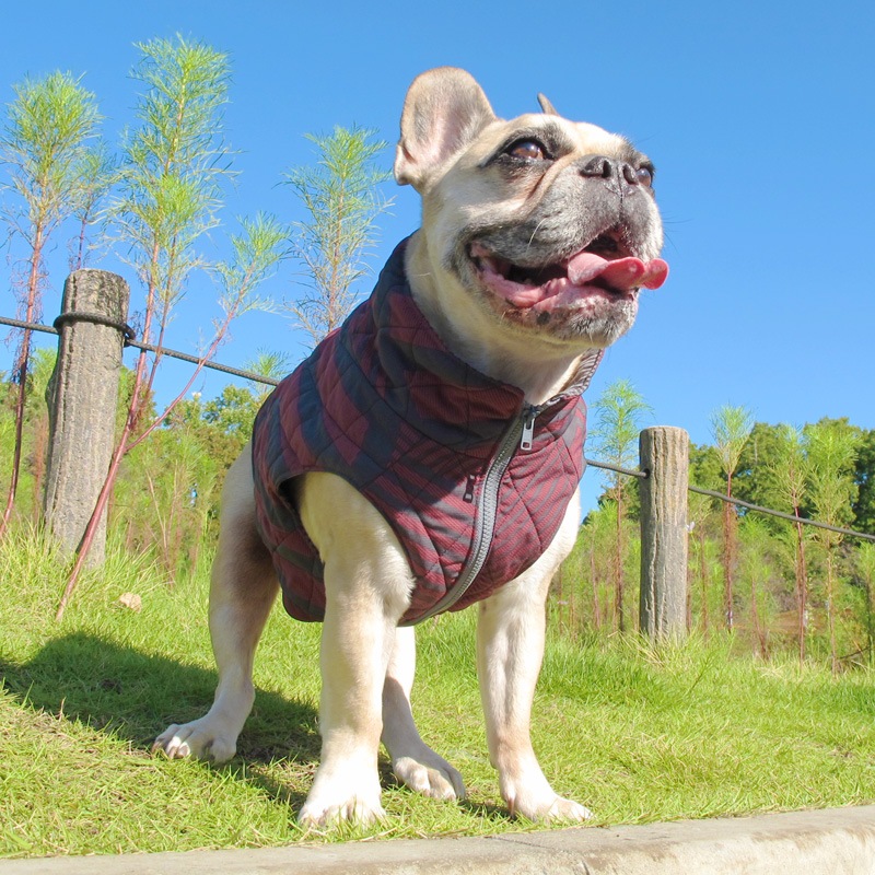 ॹȥ饤ץƥ󥰥٥ȡڰΤߥ᡼زġ