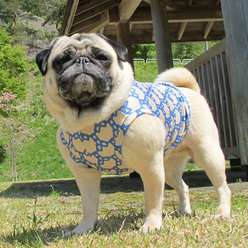 �������������󥯥ȥåס�T�����2��or���󥯥ȥå�1���T�����1��ϥ᡼���زġ�