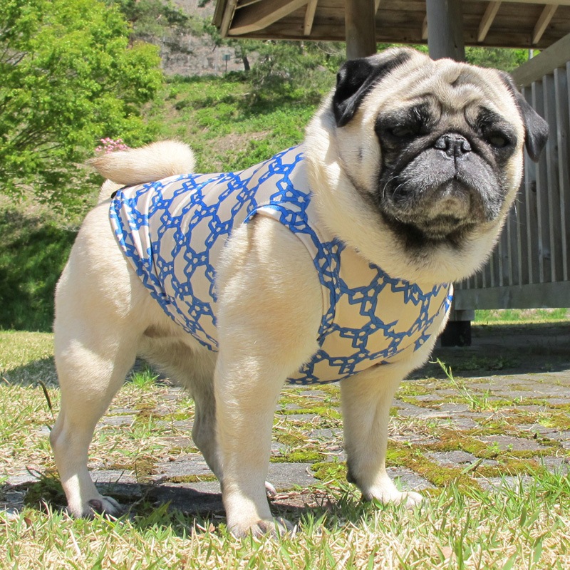 �������������󥯥ȥåס�T�����2��or���󥯥ȥå�1���T�����1��ϥ᡼���زġ�