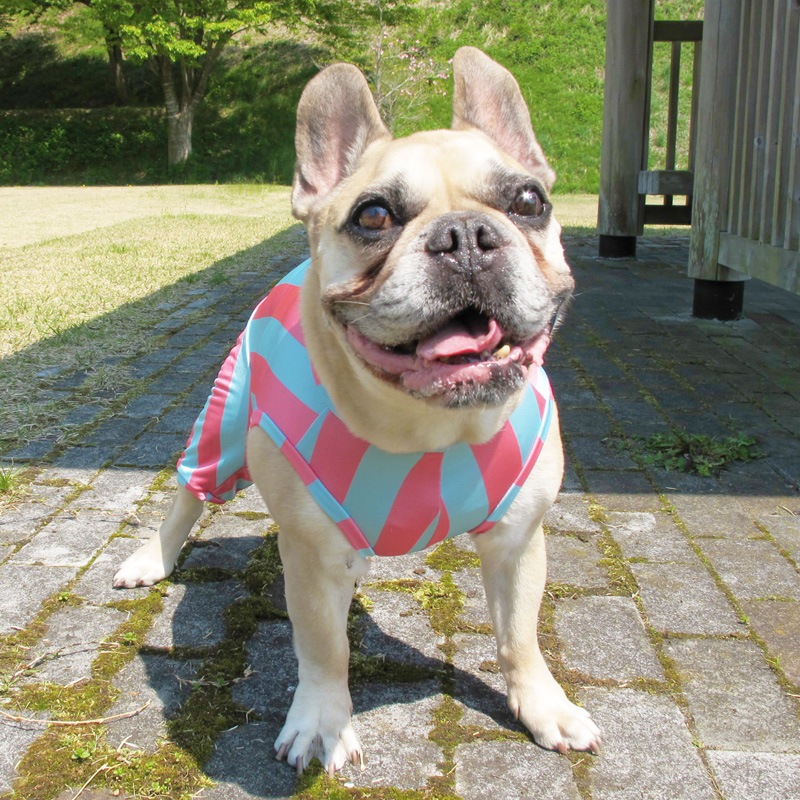 ����������Ĺ�ƤĤʤ��ڲƤĤʤ�2��or�ƤĤʤ�1���T�����(����)1��ϥ᡼���زġ�