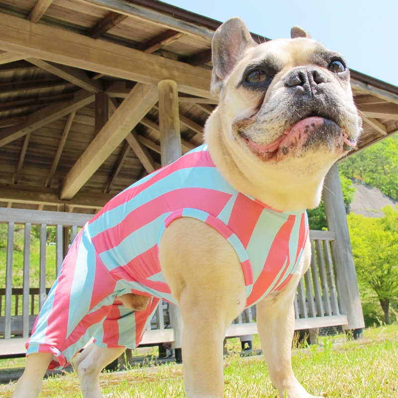 ����������Ĺ�ƤĤʤ��ڲƤĤʤ�2��or�ƤĤʤ�1���T�����(����)1��ϥ᡼���زġ�