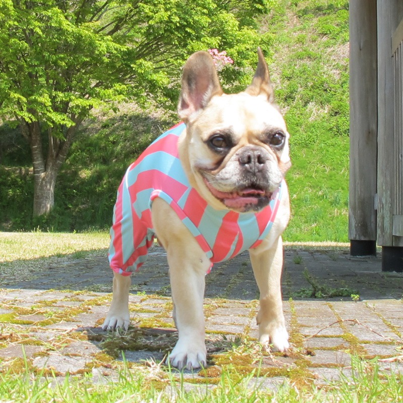 ����������Ĺ�ƤĤʤ��ڲƤĤʤ�2��or�ƤĤʤ�1���T�����(����)1��ϥ᡼���زġ�