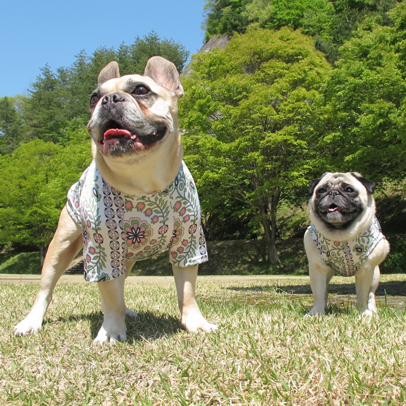 �ܥ��˥���ѥ����󥿥󥯥ȥåס�T�����2��or���󥯥ȥå�1���T�����1��ϥ᡼���زġ�