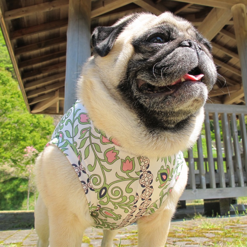 �ܥ��˥���ѥ����󥿥󥯥ȥåס�T�����2��or���󥯥ȥå�1���T�����1��ϥ᡼���زġ�