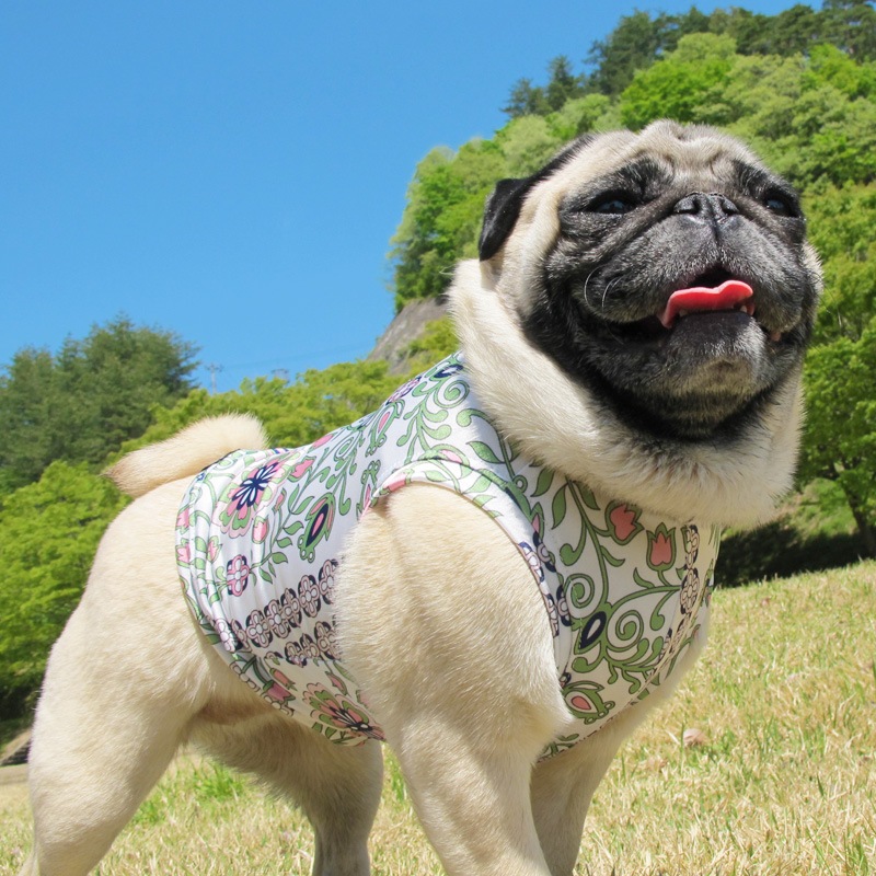 �ܥ��˥���ѥ����󥿥󥯥ȥåס�T�����2��or���󥯥ȥå�1���T�����1��ϥ᡼���زġ�