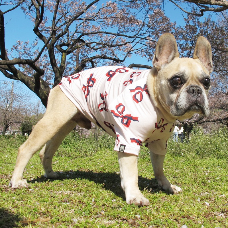 ܥTġT2or󥯥ȥå1T1ϥ᡼زġ