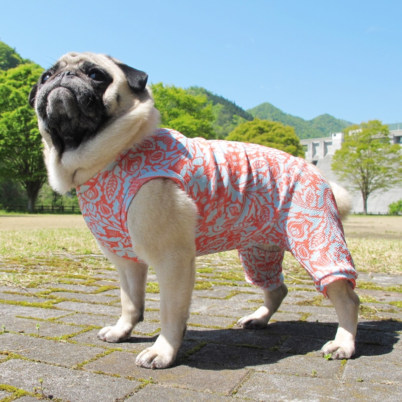 �Υ����른���ƤĤʤ��ڲƤĤʤ�2��or�ƤĤʤ�1���T�����(����)1��ϥ᡼���زġ�