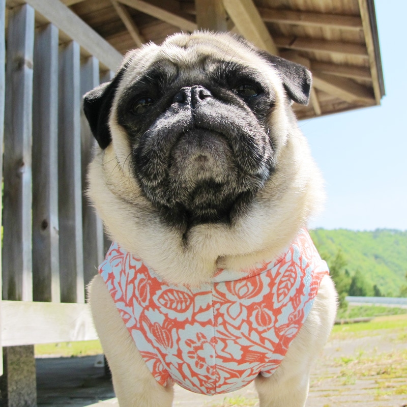 �Υ����른���ƤĤʤ��ڲƤĤʤ�2��or�ƤĤʤ�1���T�����(����)1��ϥ᡼���زġ�