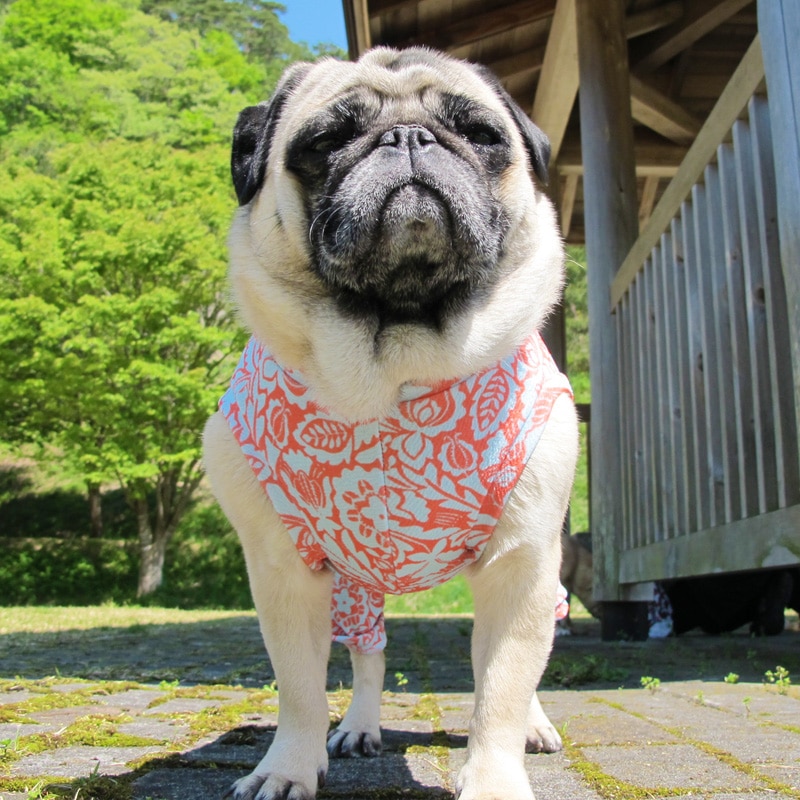 �Υ����른���ƤĤʤ��ڲƤĤʤ�2��or�ƤĤʤ�1���T�����(����)1��ϥ᡼���زġ�