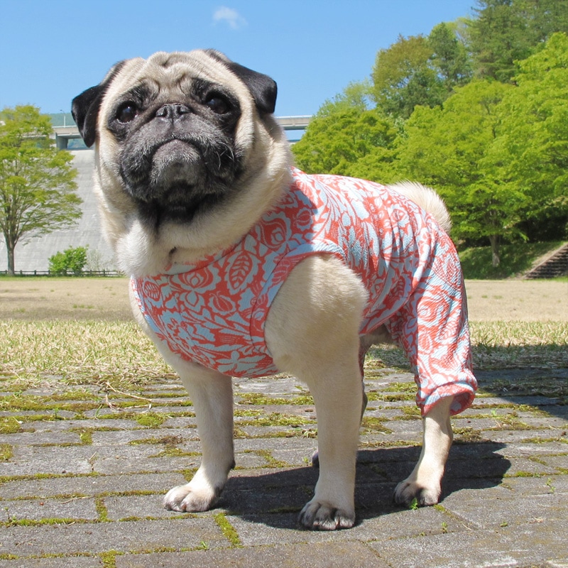 �Υ����른���ƤĤʤ��ڲƤĤʤ�2��or�ƤĤʤ�1���T�����(����)1��ϥ᡼���زġ�