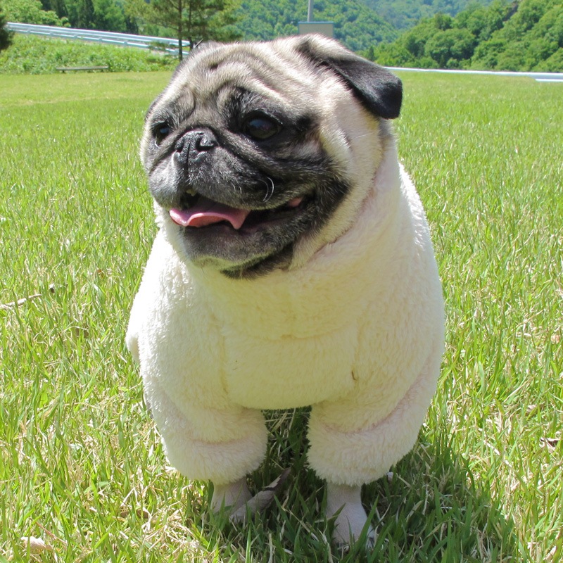 ������ۤĤʤ��ʥ��եۥ磻�ȡˡڥ᡼�����Բġ�