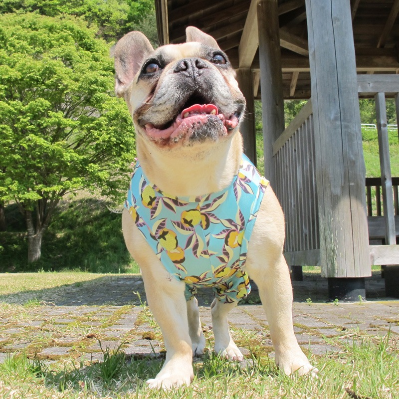 �ʤ�Υե롼�Ĥ��ʲƤĤʤ��ڲƤĤʤ�2��or�ƤĤʤ�1���T�����(����)1��ϥ᡼���زġ�