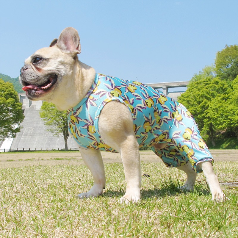 �ʤ�Υե롼�Ĥ��ʲƤĤʤ��ڲƤĤʤ�2��or�ƤĤʤ�1���T�����(����)1��ϥ᡼���زġ�