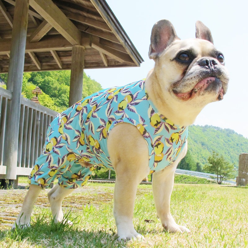 �ʤ�Υե롼�Ĥ��ʲƤĤʤ��ڲƤĤʤ�2��or�ƤĤʤ�1���T�����(����)1��ϥ᡼���زġ�