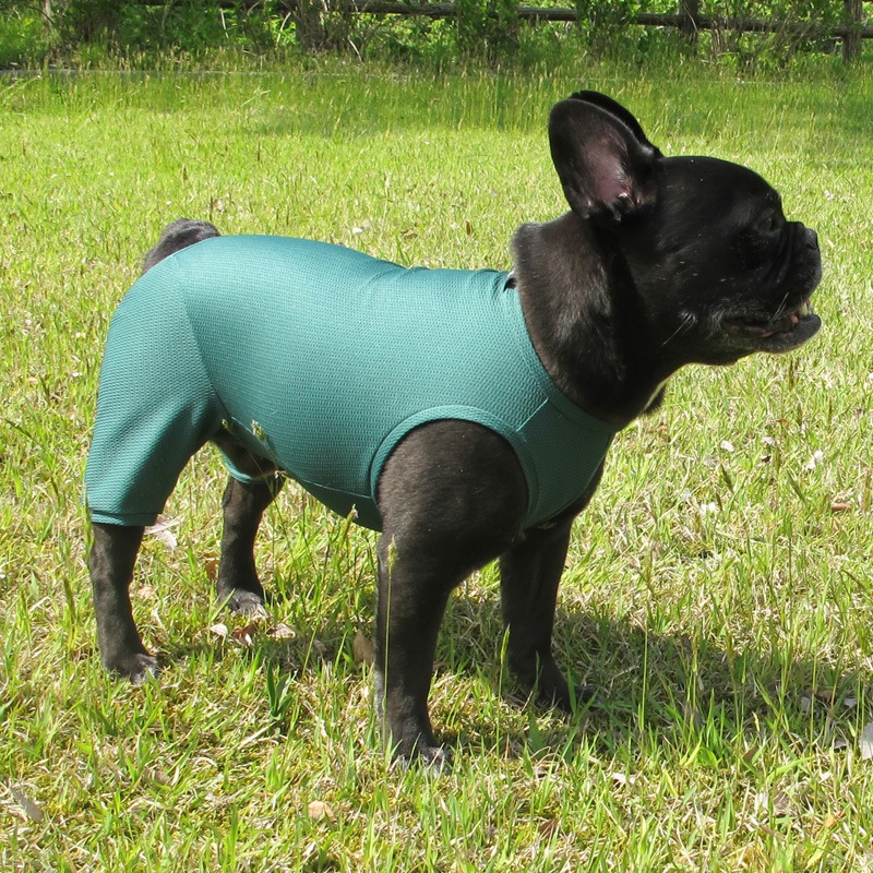 ɥ饤åƤĤʤڲƤĤʤ2orƤĤʤ1T()1ϥ᡼زġ