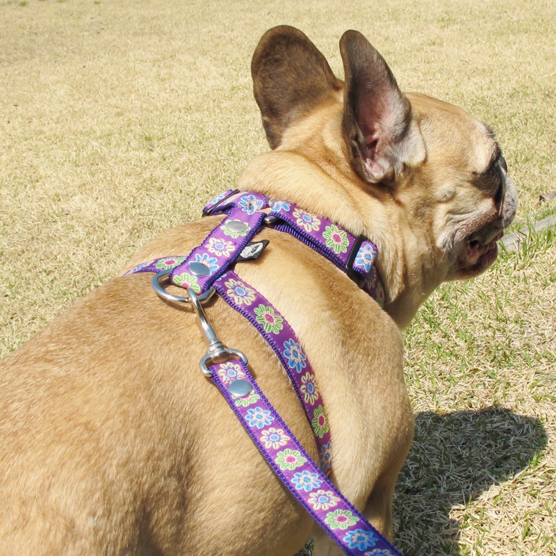 ���㥫���ɥ�ܥ�/�ե��ϡ��ͥ���ñ�ʥ᡼���ز�/�꡼�ɤȤΥ᡼����Ʊ���ġ�