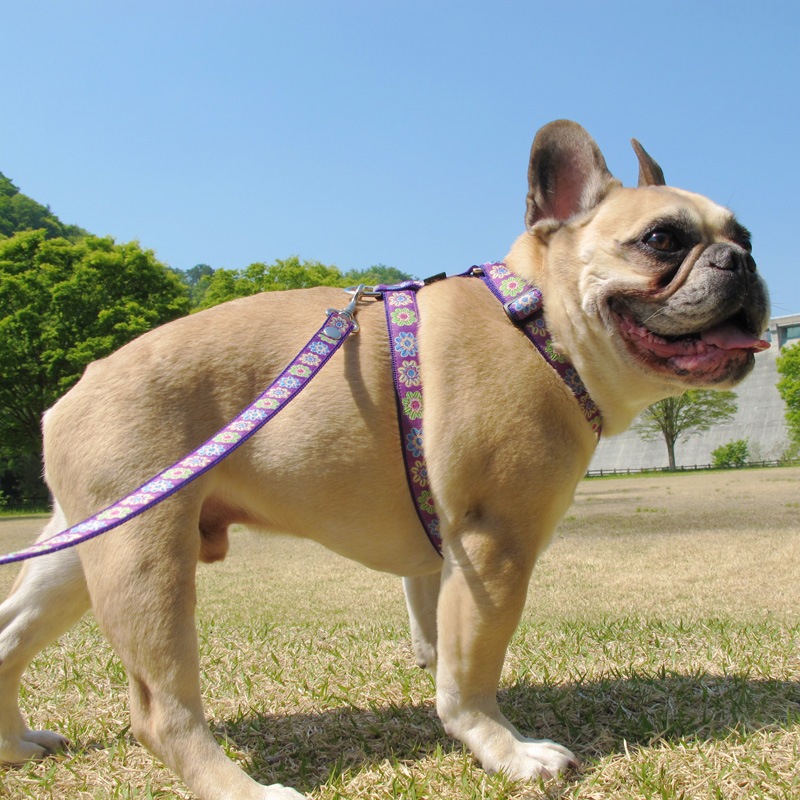 ���㥫���ɥ�ܥ�/�ե��ϡ��ͥ���ñ�ʥ᡼���ز�/�꡼�ɤȤΥ᡼����Ʊ���ġ�