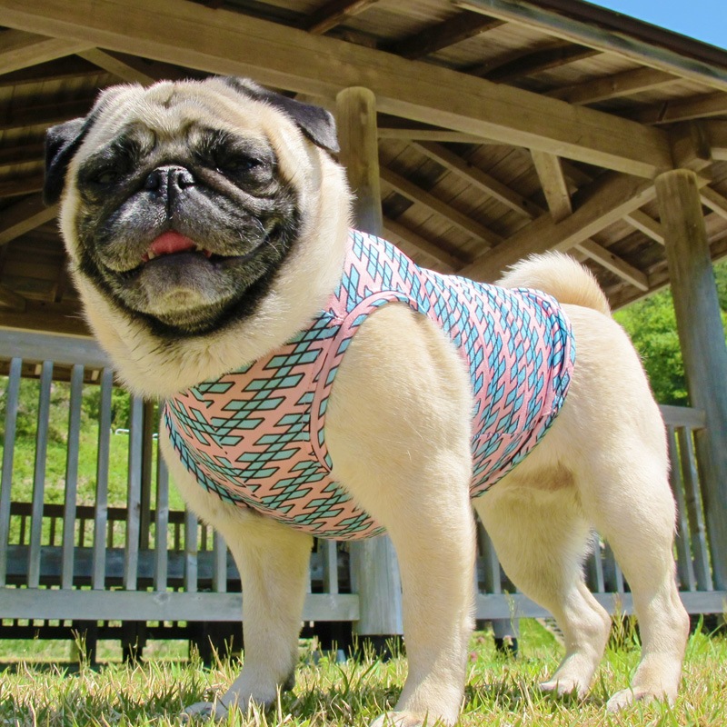 ��������������ʤ西�󥯥ȥåס�T�����2��or���󥯥ȥå�1���T�����1��ϥ᡼���زġ�