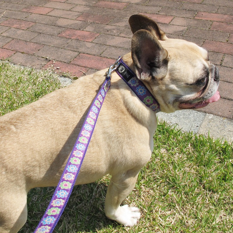 㥫ɥܥ/եءñʥ᡼ز/꡼ɤȤΥ᡼Ʊġ