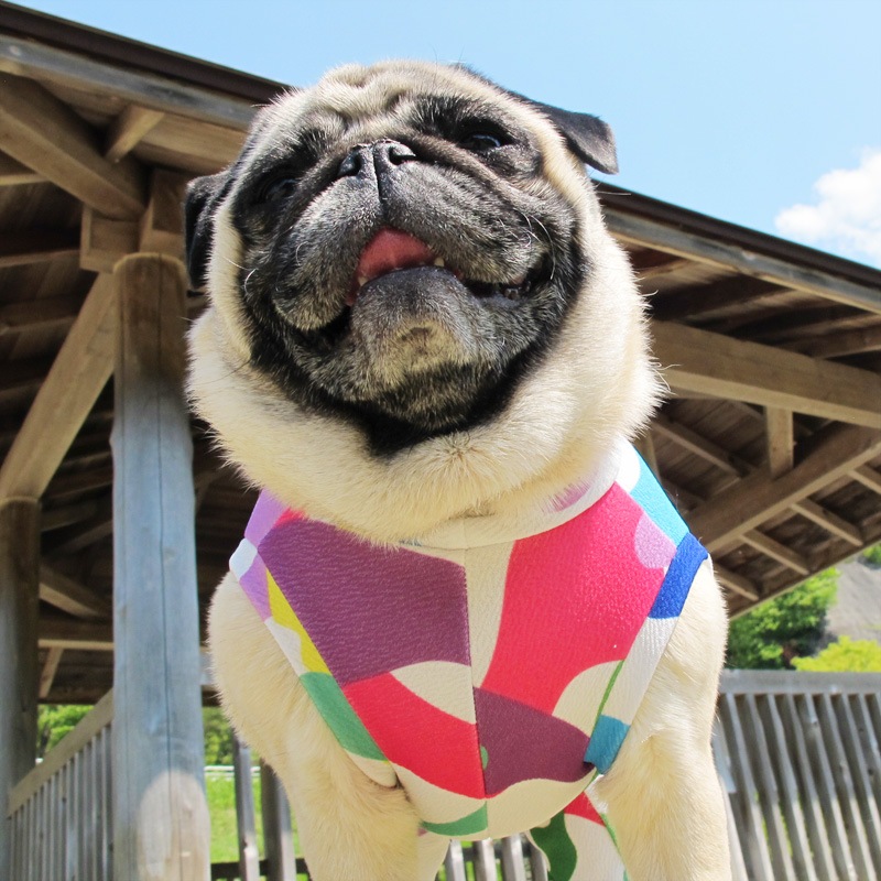 ץȥߤʲƤĤʤڲƤĤʤ2orƤĤʤ1T()1ϥ᡼زġ