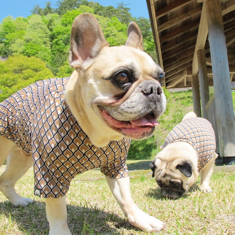 ���顼�ߤ�������T����ġ�T�����2��or���󥯥ȥå�1���T�����1��ϥ᡼���زġ�