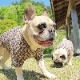 ���顼�ߤ�������T����ġ�T�����2��or���󥯥ȥå�1���T�����1��ϥ᡼���زġ�