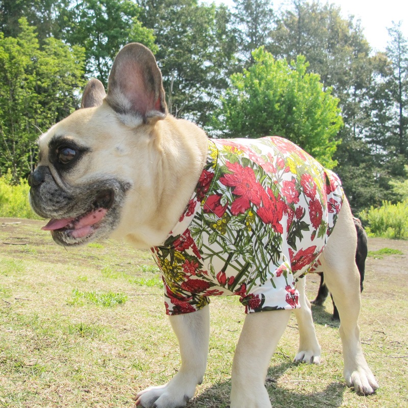 �ե��ץ���T����ġ�T�����2��or���󥯥ȥå�1���T�����1��ϥ᡼���زġ�