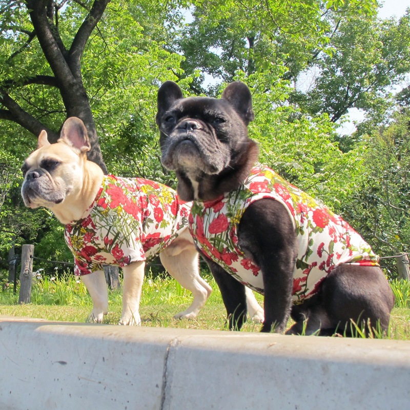 �ե��ץ���T����ġ�T�����2��or���󥯥ȥå�1���T�����1��ϥ᡼���زġ�