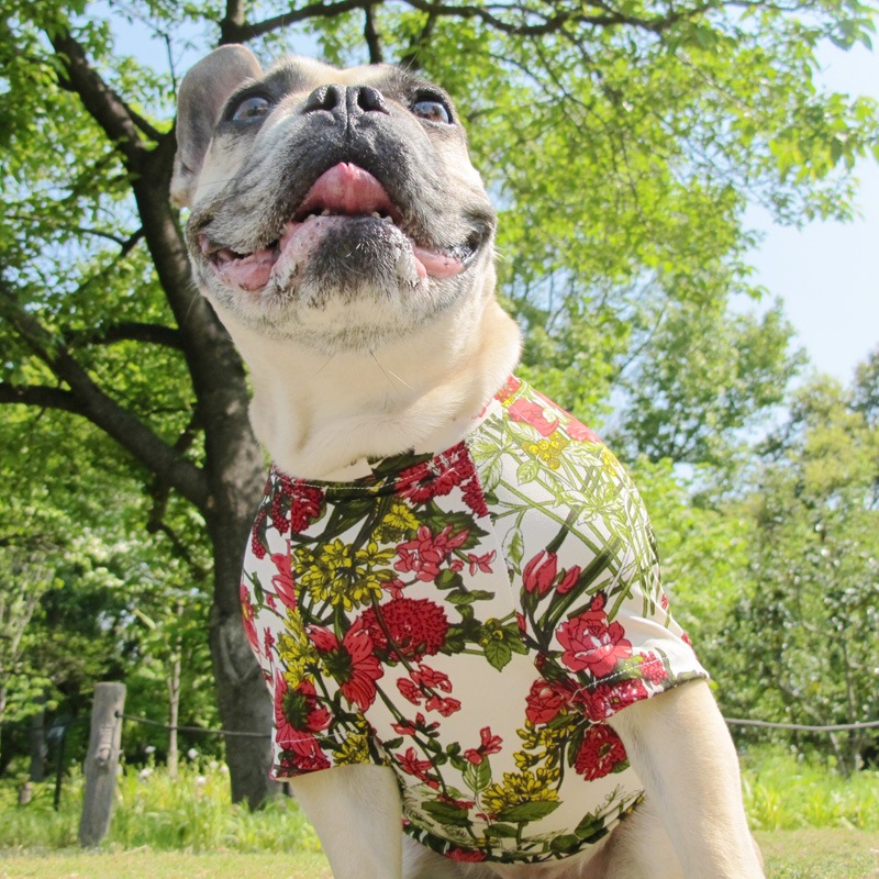 �ե��ץ���T����ġ�T�����2��or���󥯥ȥå�1���T�����1��ϥ᡼���زġ�