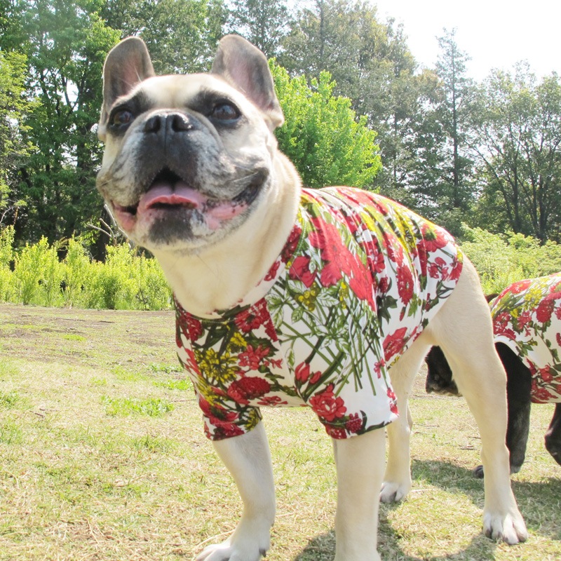 �ե��ץ���T����ġ�T�����2��or���󥯥ȥå�1���T�����1��ϥ᡼���زġ�