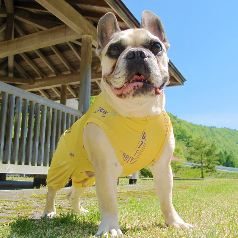 ͥʲƤĤʤڲƤĤʤ2orƤĤʤ1T()1ϥ᡼زġ