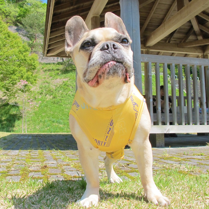 ͥʲƤĤʤڲƤĤʤ2orƤĤʤ1T()1ϥ᡼زġ