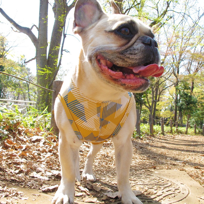 �ȥ饤���󥰥�ƤĤʤ��ڲƤĤʤ�2��or�ƤĤʤ�1���T�����(����)1��ϥ᡼���زġ�