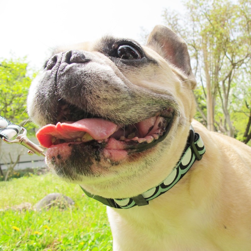 㥫ɥܥ/Ⱦݤݤءʥߥȡˡñʥ᡼ز/꡼ɤȤΥ᡼Ʊġ