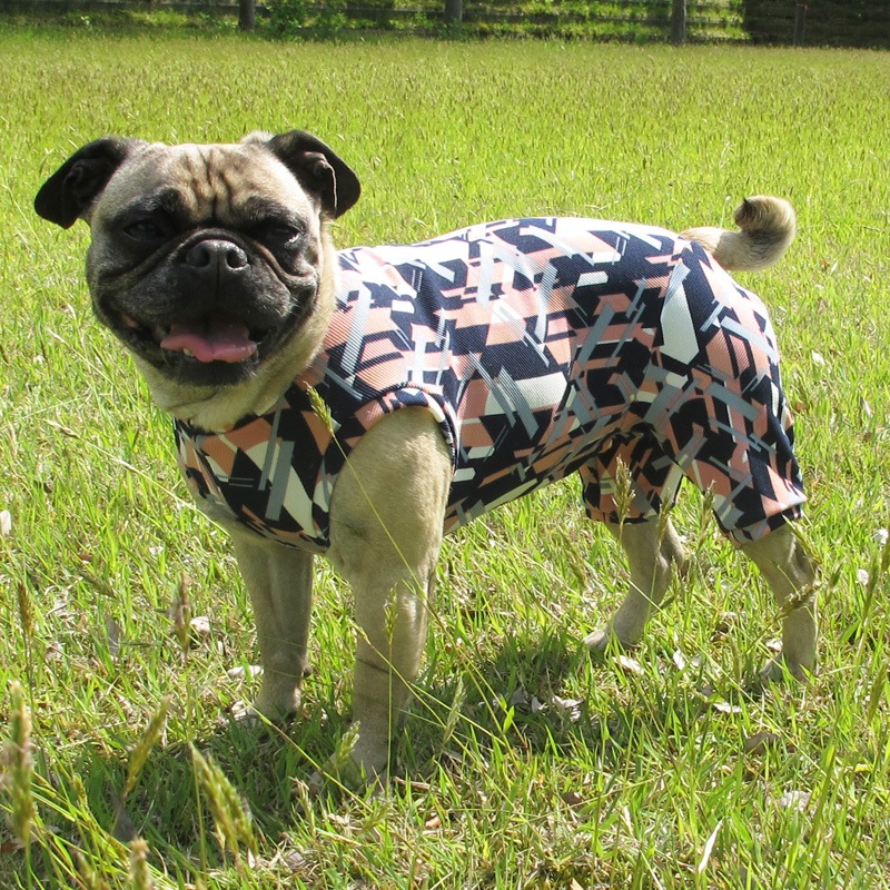 磻顼Υ⥶ƤĤʤڲƤĤʤ2orƤĤʤ1T()1ϥ᡼زġ