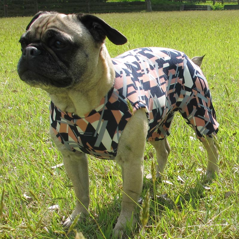 磻顼Υ⥶ƤĤʤڲƤĤʤ2orƤĤʤ1T()1ϥ᡼زġ